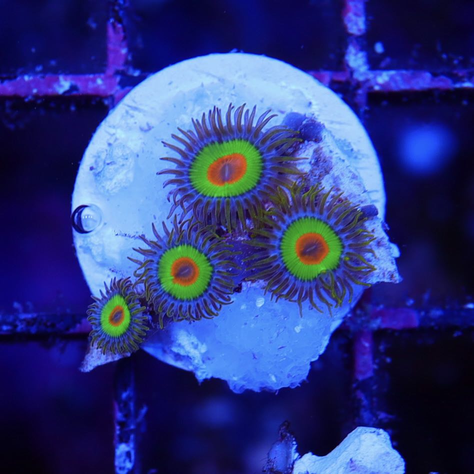 Rasta Zoa - Doorbuster – Seattle Corals