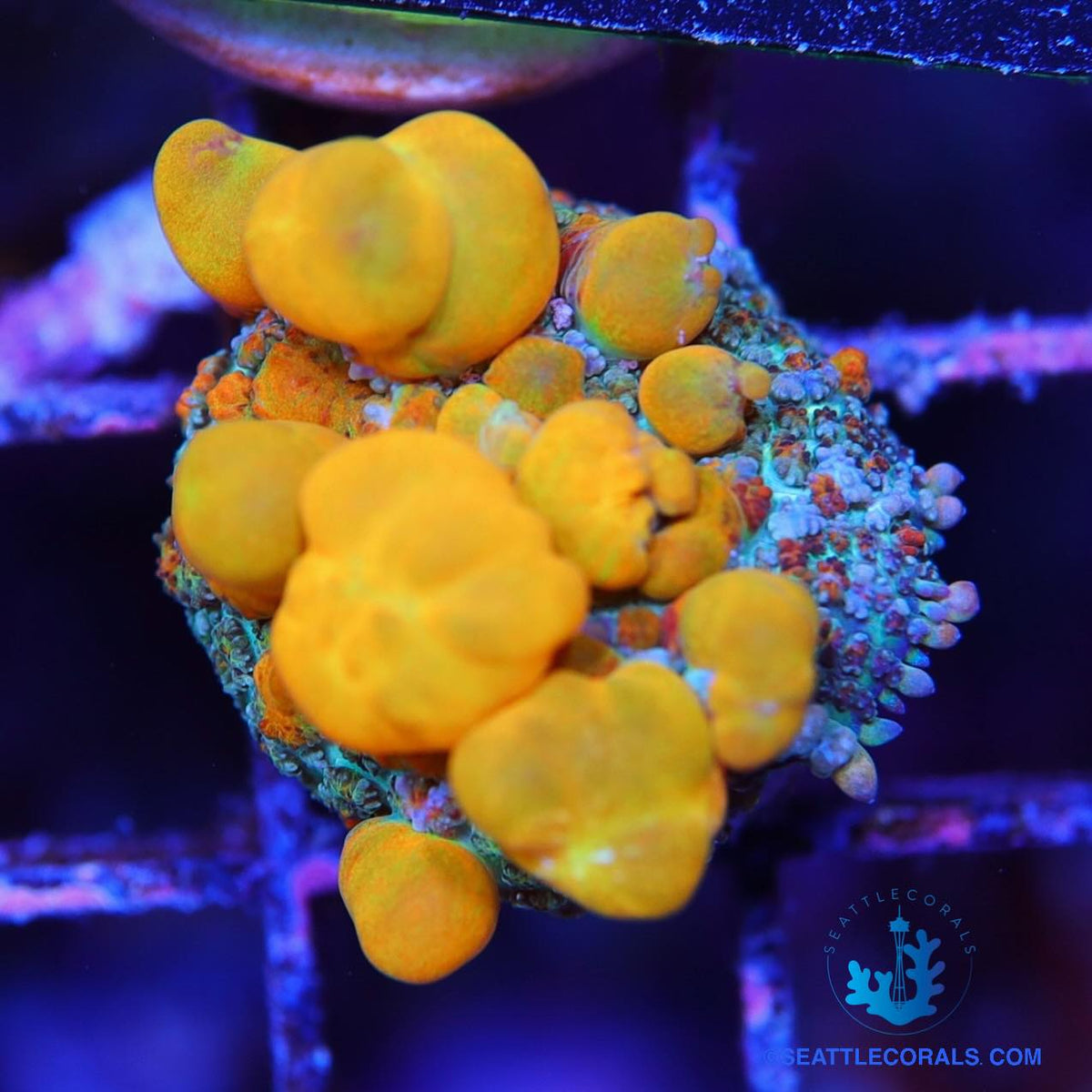 WWC OG Bounce Mushroom – Seattle Corals