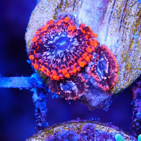 Utter Chaos Zoa/Paly