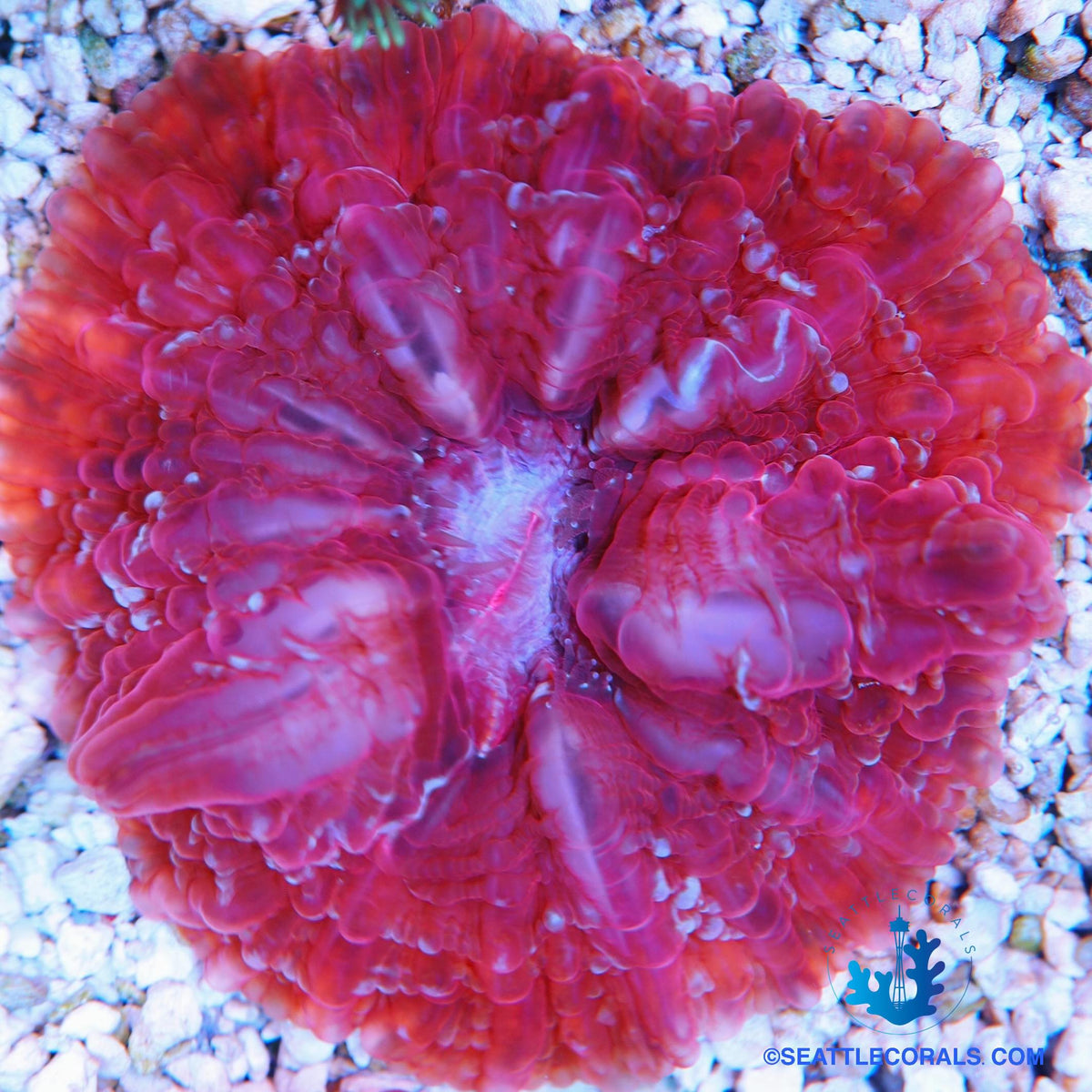 cynarina-pink-seattle-corals
