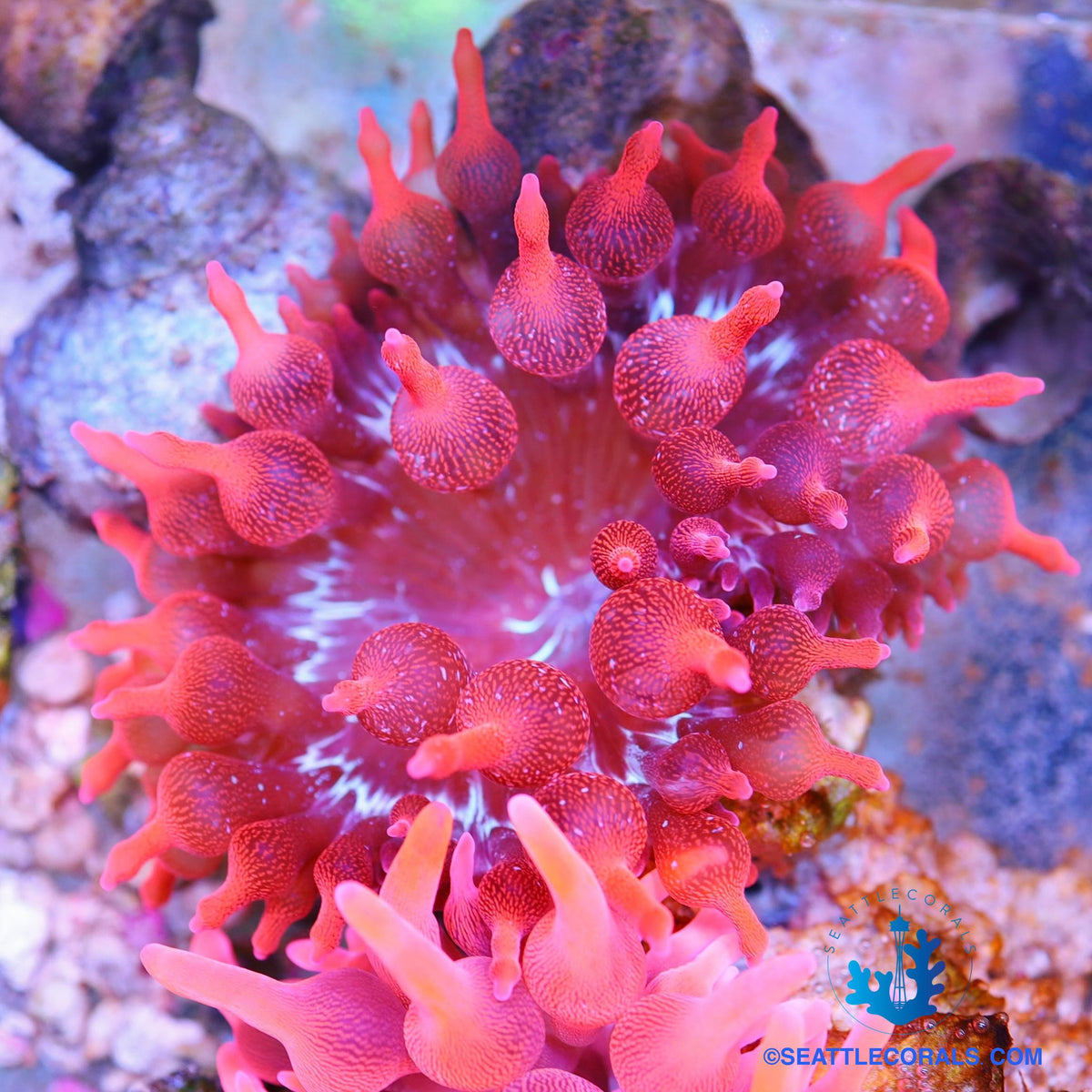 Anémone GreenBubbleTipShopifyTemplate6