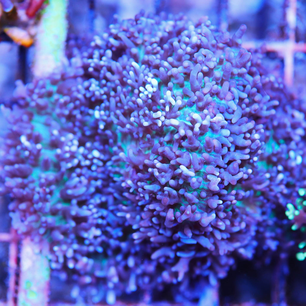 XL Purple With Green Center Carpet Mushroom – Seattle Corals