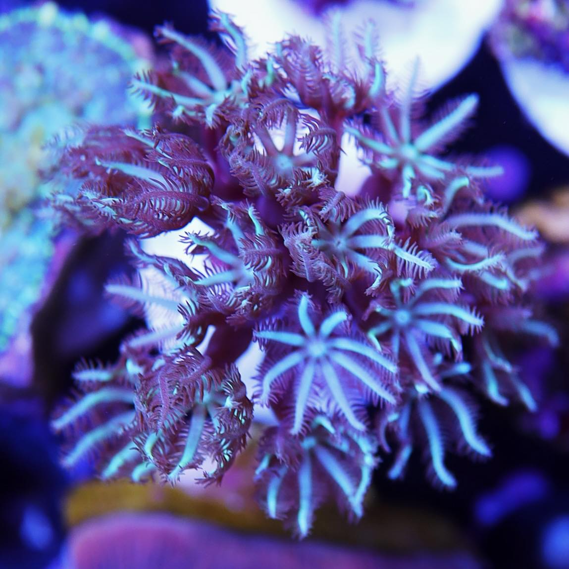 Blue Pipe Seattle Corals blue-pipe-seattle-corals