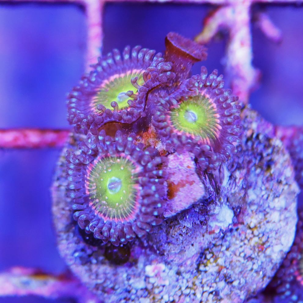 ZO&FRIENDS ZOA ミディアム Collector Zoa – Seattle Corals