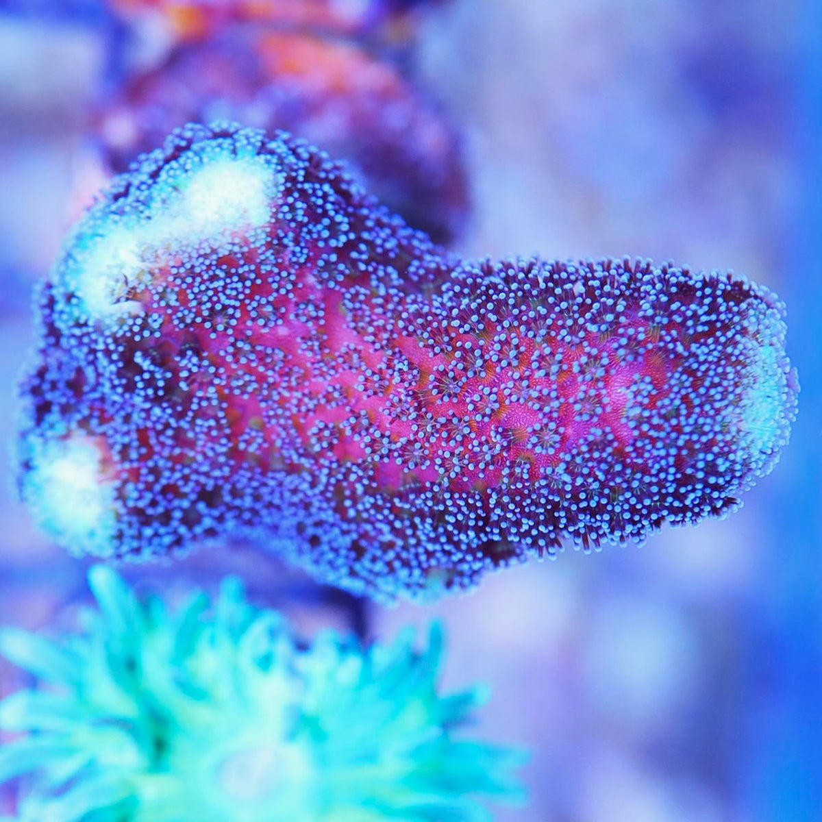 Blue Stylo Seattle Corals blue-stylo-seattle-corals