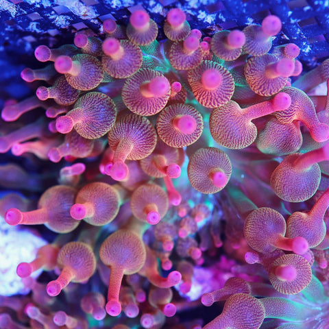 Pink Tip Rainbow Bubble tip