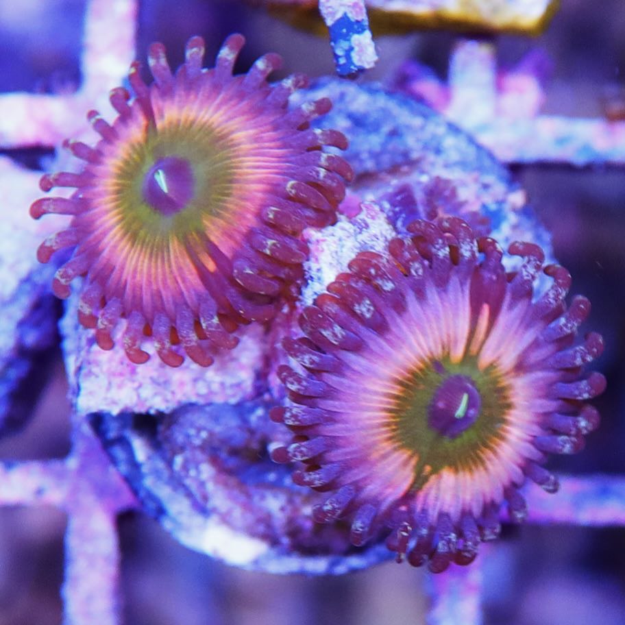 Rainbow Infusion Zoa – Seattle Corals