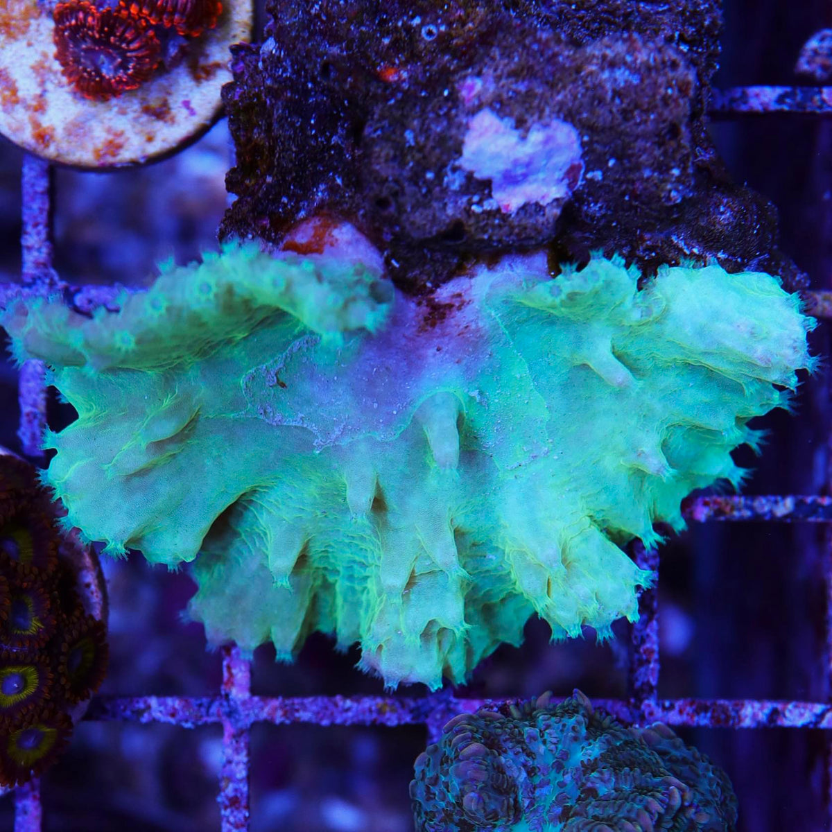 Leather Cabbage Super bright – Seattle Corals