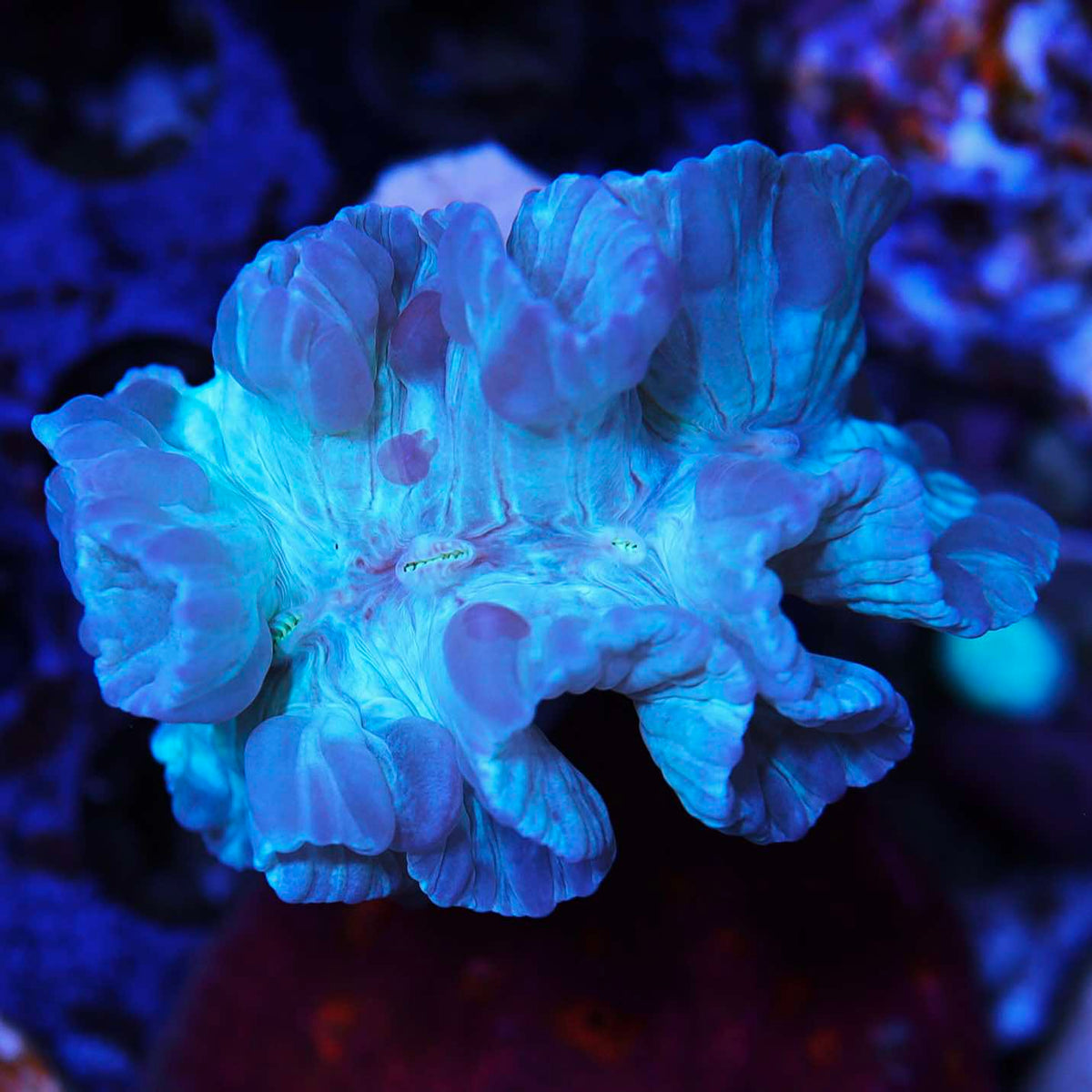 Fox Coral Medium – Seattle Corals