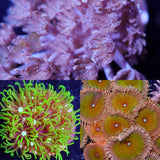 Reefer Special - Beginner Pack Softies