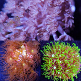 Reefer Special - Beginner Pack Softies