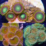 Reefer Special - Beginner Pack Softies