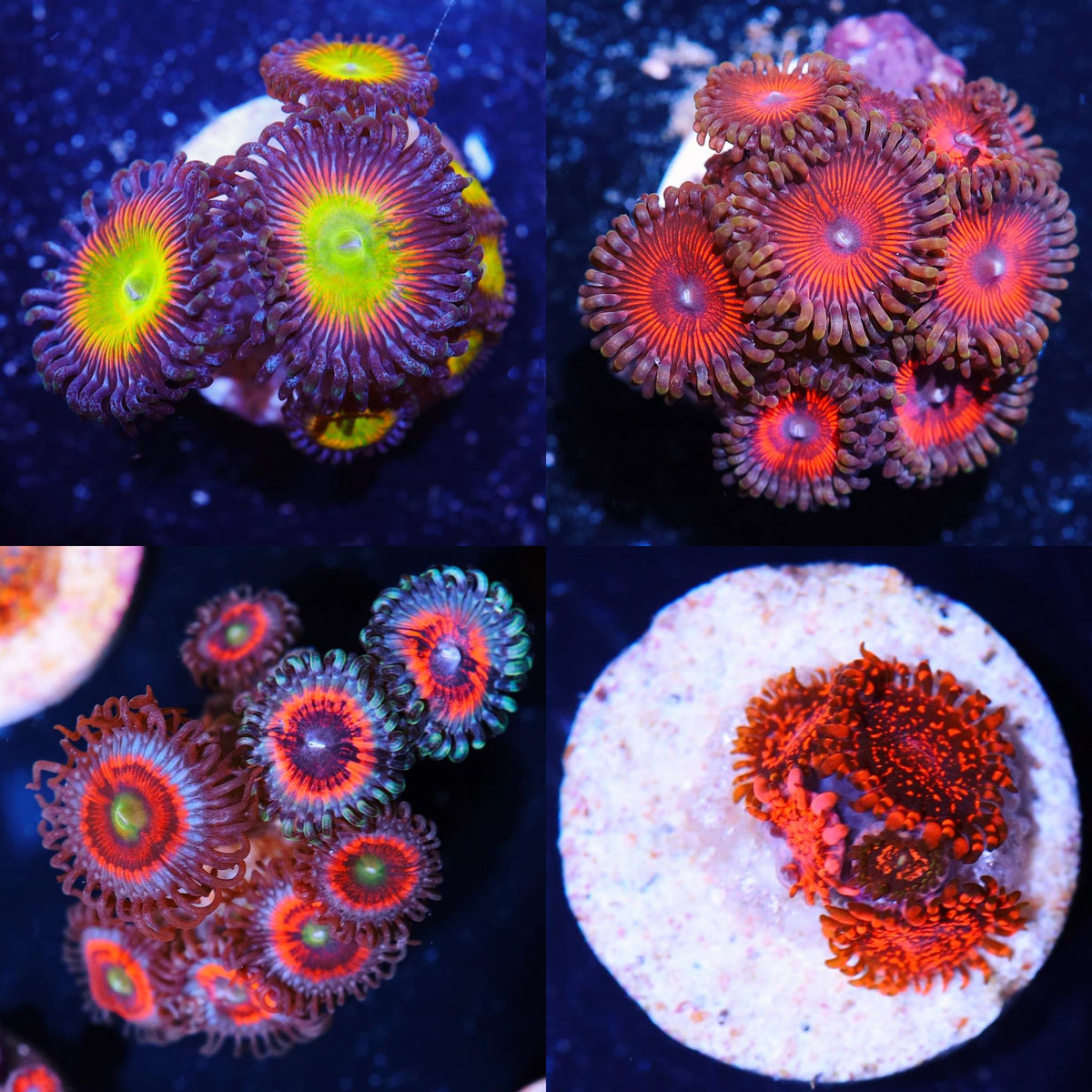 120287674_1247973235565246_263