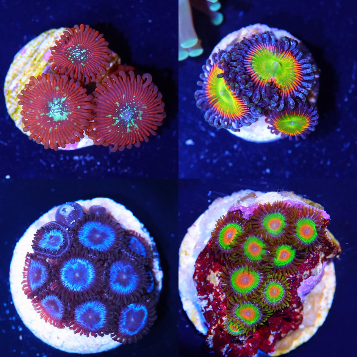 120311061_1075186209594776_313