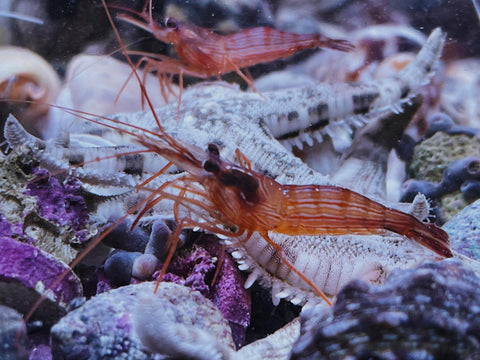 Peppermint Shrimp - Medium-Large