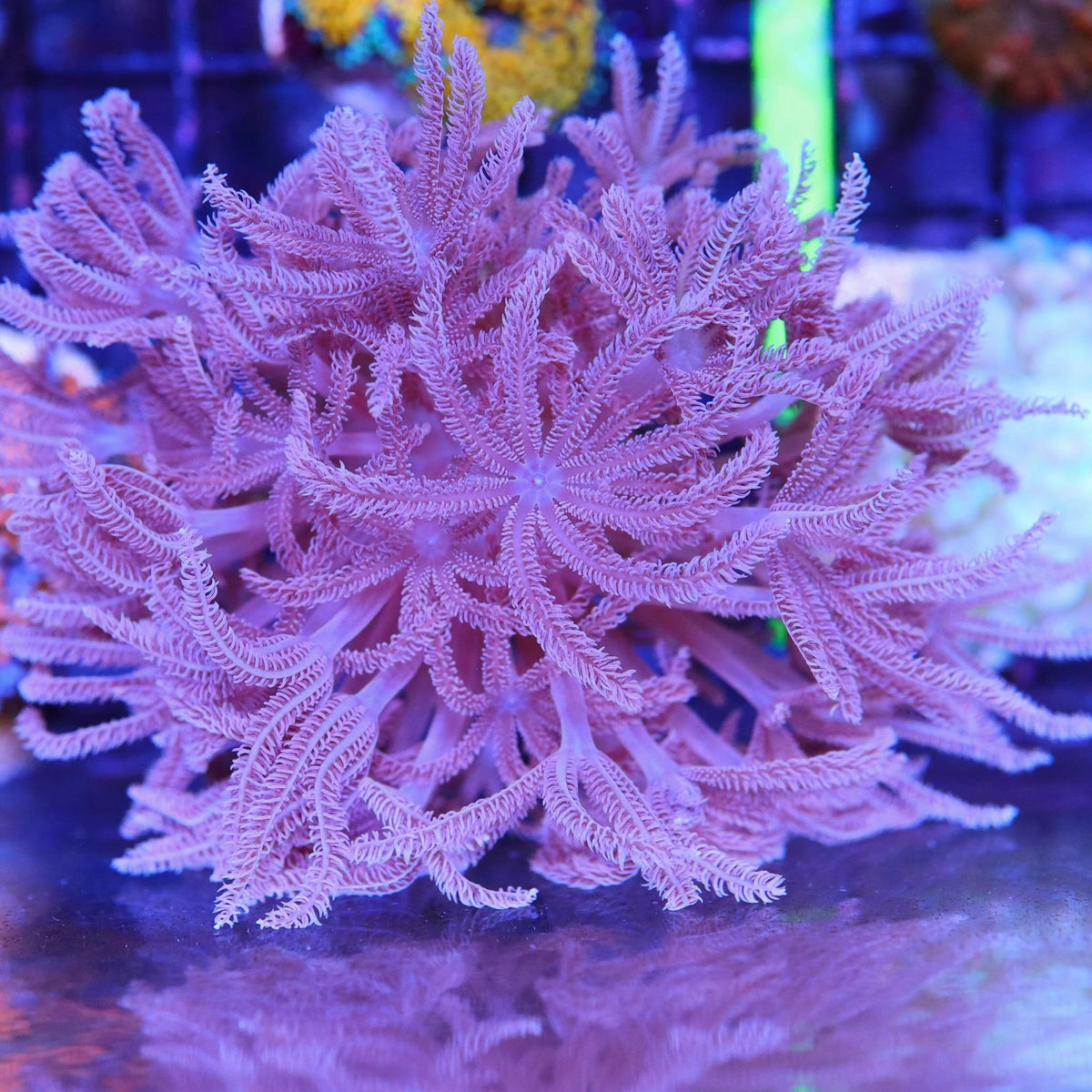 327342321_548600963989677_6668