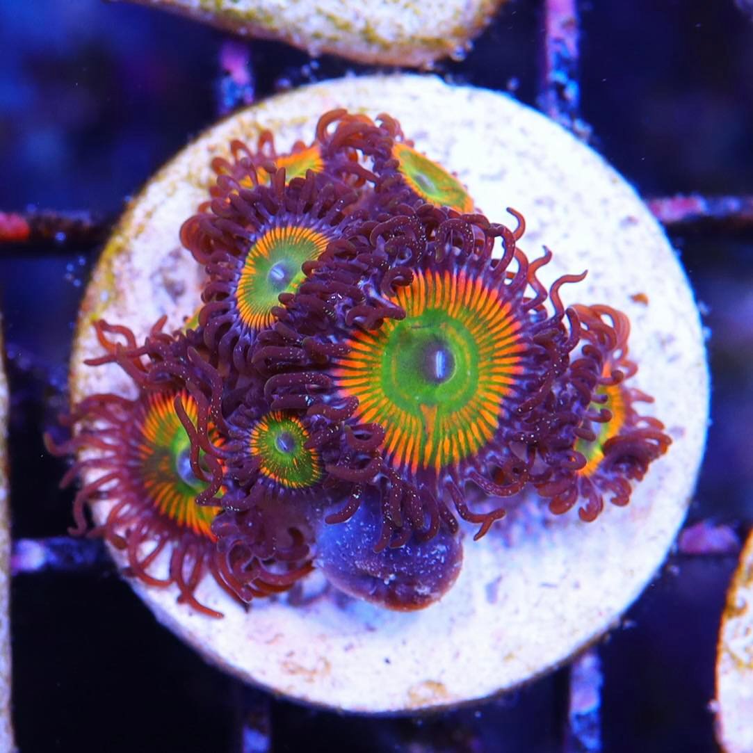 Sunny D Zoa – Seattle Corals