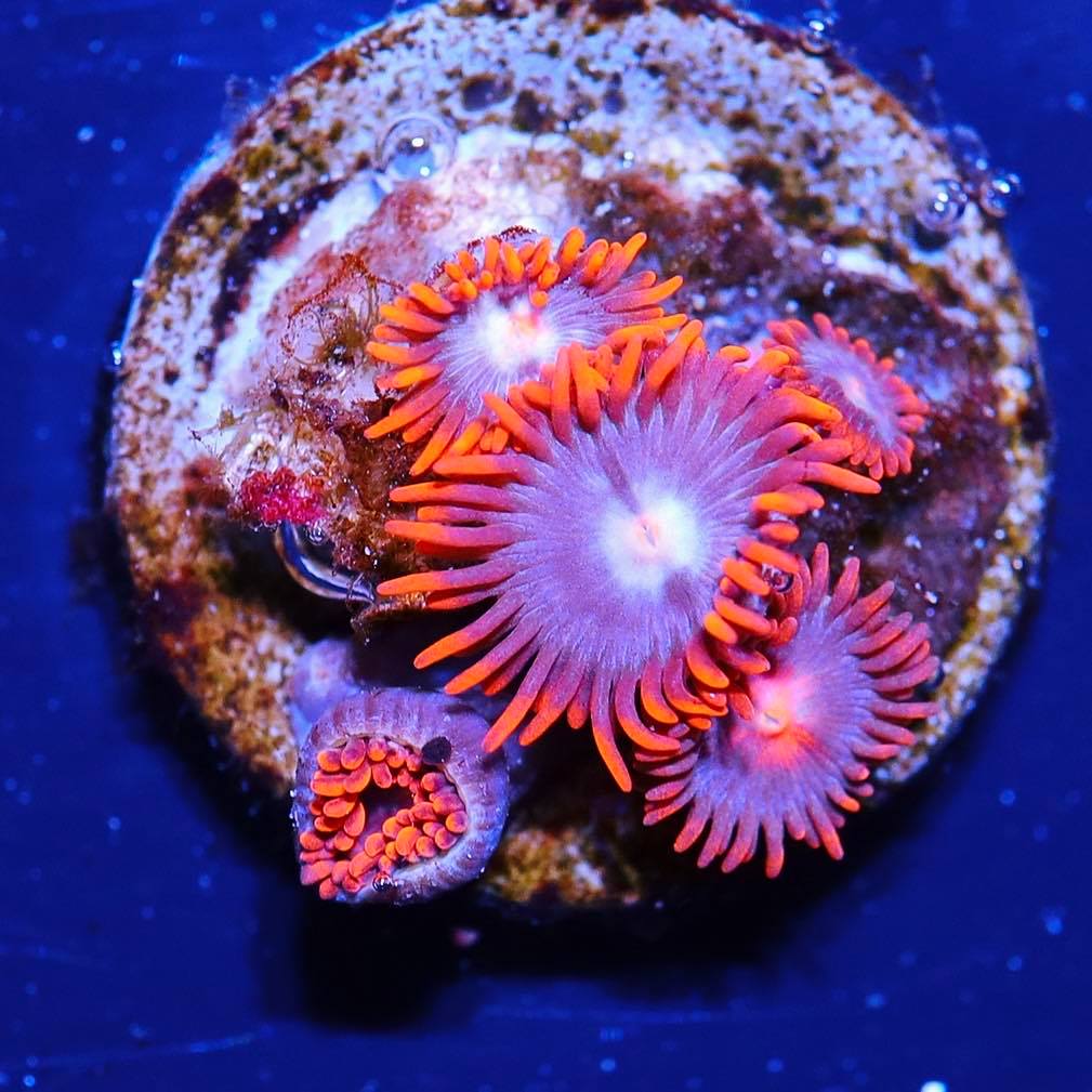 Seattle Assorted Zoa-Frag – Seattle Corals
