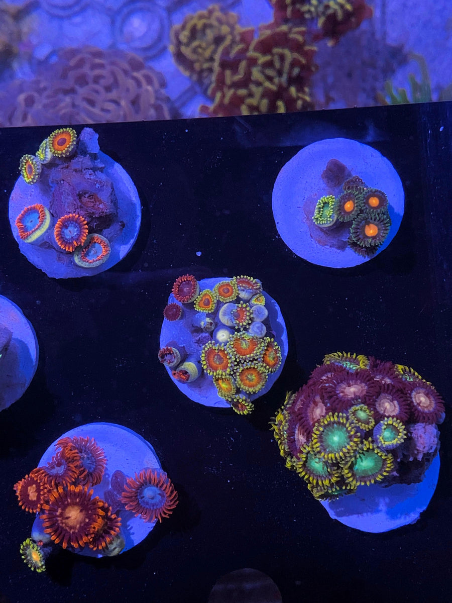 Zoa Mix Frag - Ultra Assorted – Seattle Corals