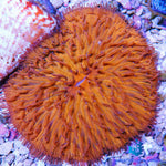 Orange Plate Fungia
