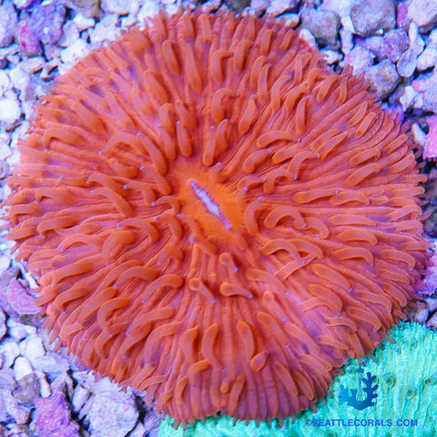 Fungia Plate Orange Bright