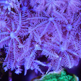 Anthelia Frag ( Beginner Friendly Soft Coral )