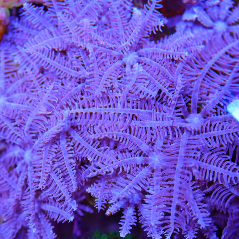 Anthelia Frag ( Beginner Friendly Soft Coral )