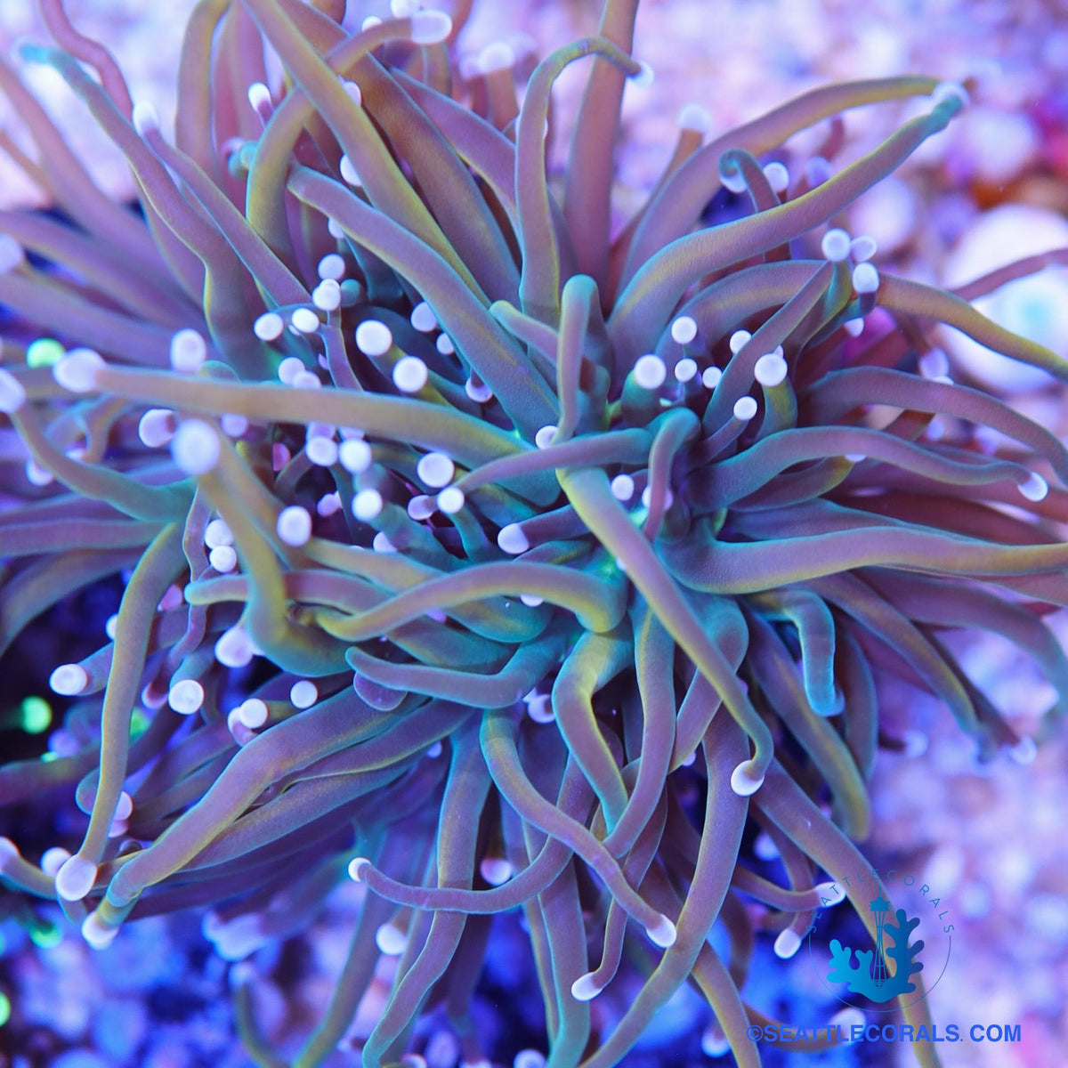 Rapunzel Torch – Seattle Corals