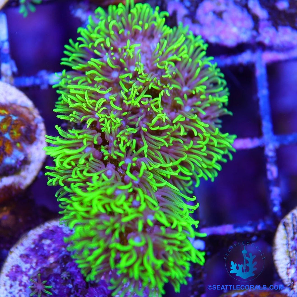 Branching Green Star Polyps (GSP) – Clay's Corals