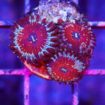 Collector Zoa/Paly