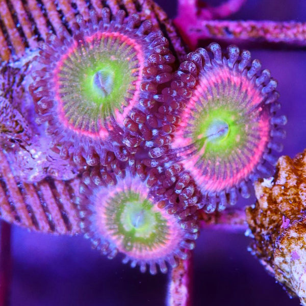 Rainbow Zoa