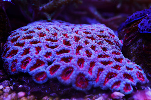 Ultra Lord Acan Colony