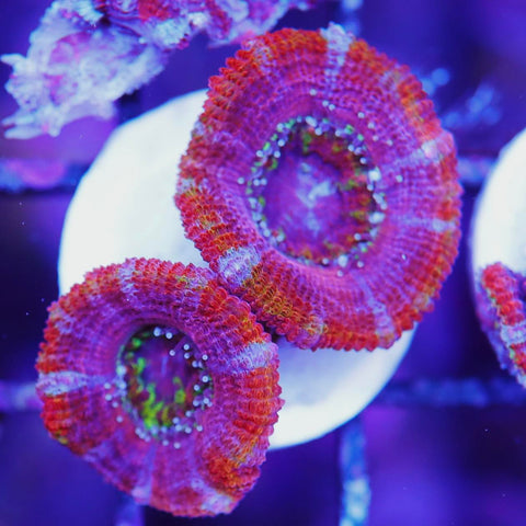 Double Master Acan