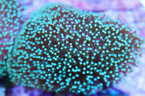 Blue Polyp Leather Toadstool