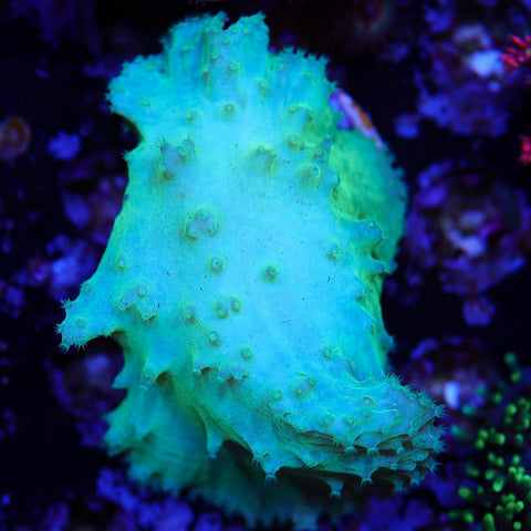 Cabbage Coral Super Bright