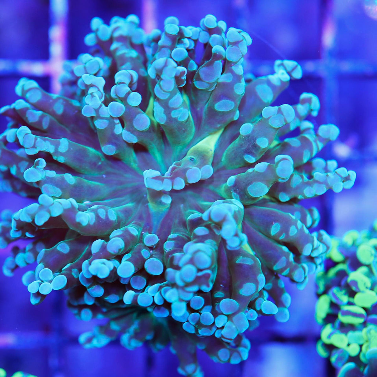 Frogspawn Colour Frogspawn Color Tip – Seattle Corals
