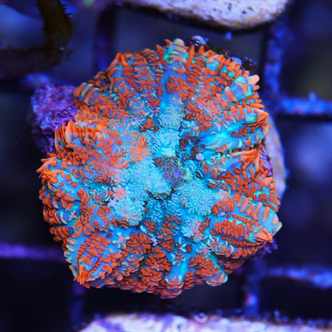 Multicolored Rhodactis