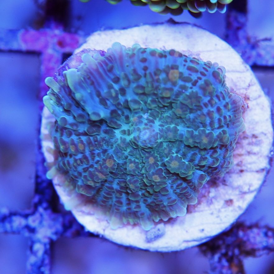 Collector Rare Bibi Mushroom – Seattle Corals