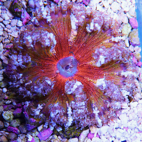 Large Master Rock Flower 3+ years old aquaculture