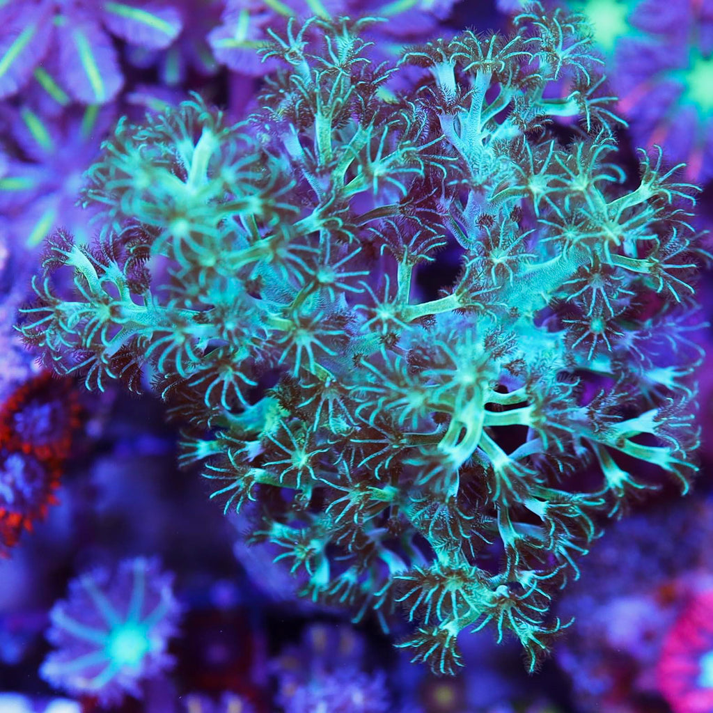 Nephthea Nephthea Leather Biocolor – Seattle Corals