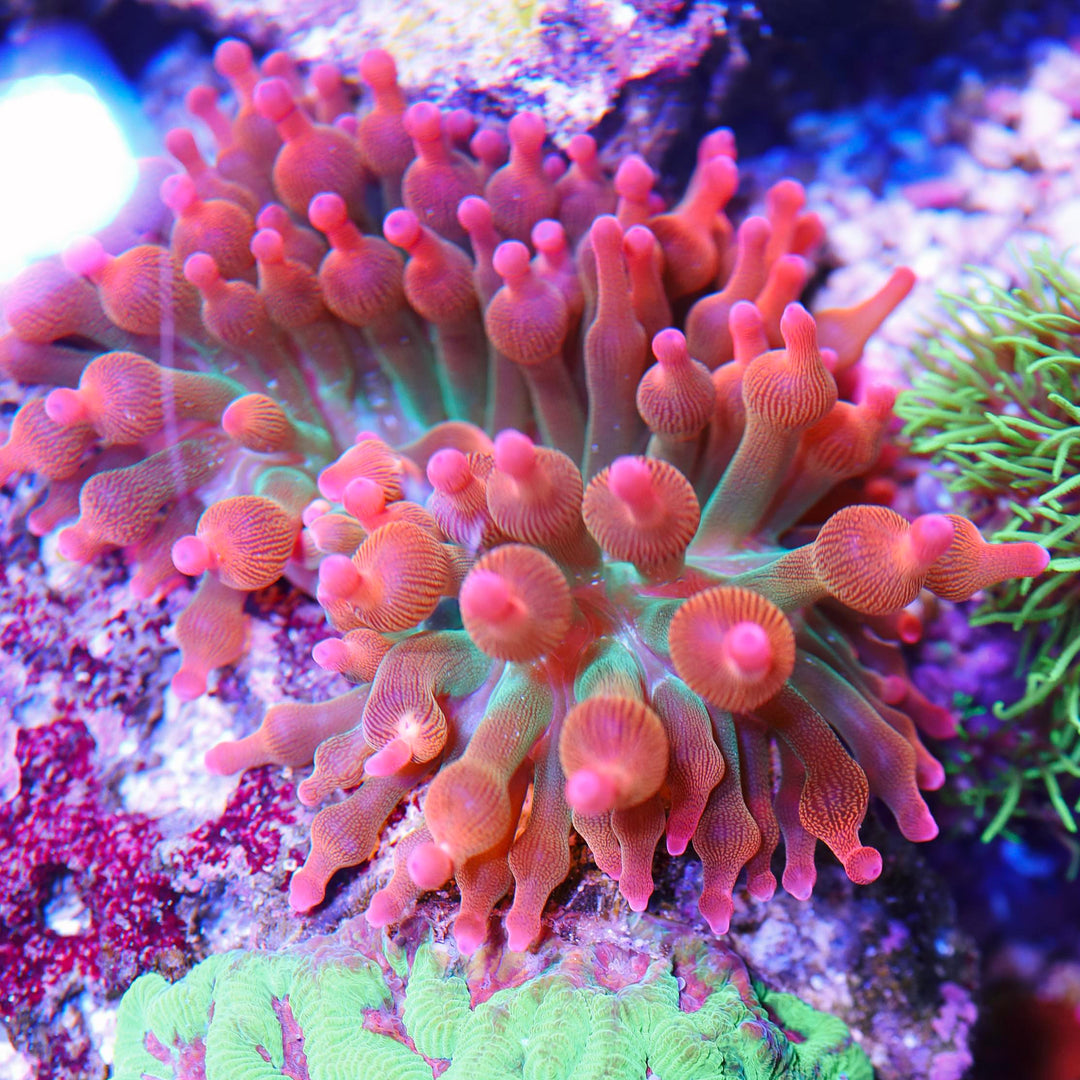 Anemones – Seattle Corals