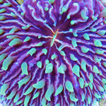 Fungia Multicolored - Tank Grown
