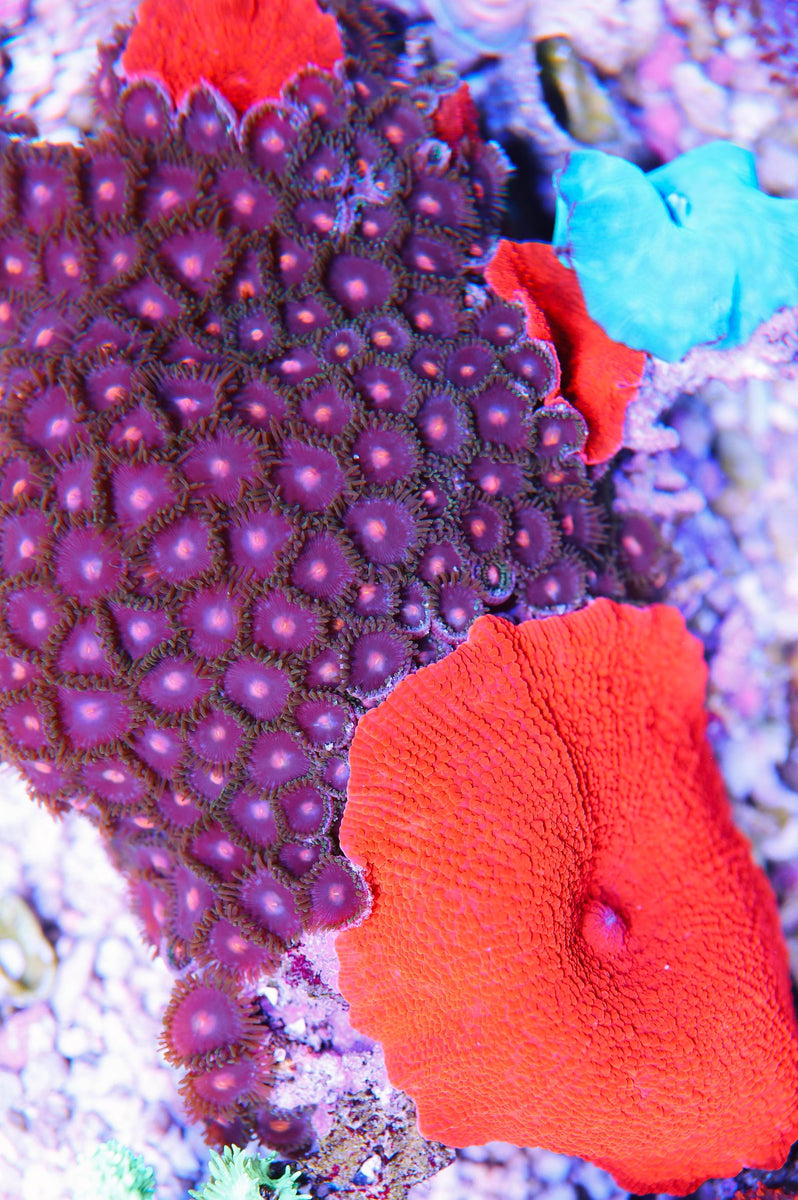 Combo Rock – Seattle Corals