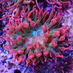 Anemone Rainbow Pink tip Large