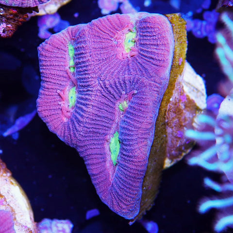 Rainbow Maze Coral