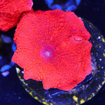 Red Super Bright Mushroom