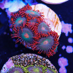 Gatorade Zoa