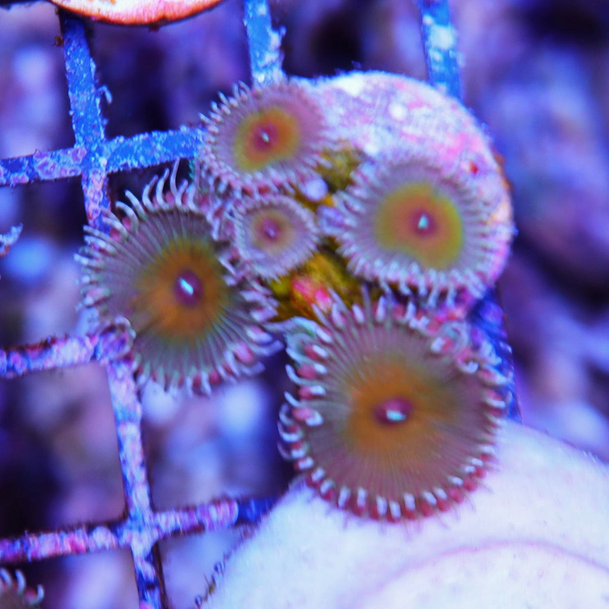 Captain Jerk Seattle Corals captain-jerk-seattle-corals
