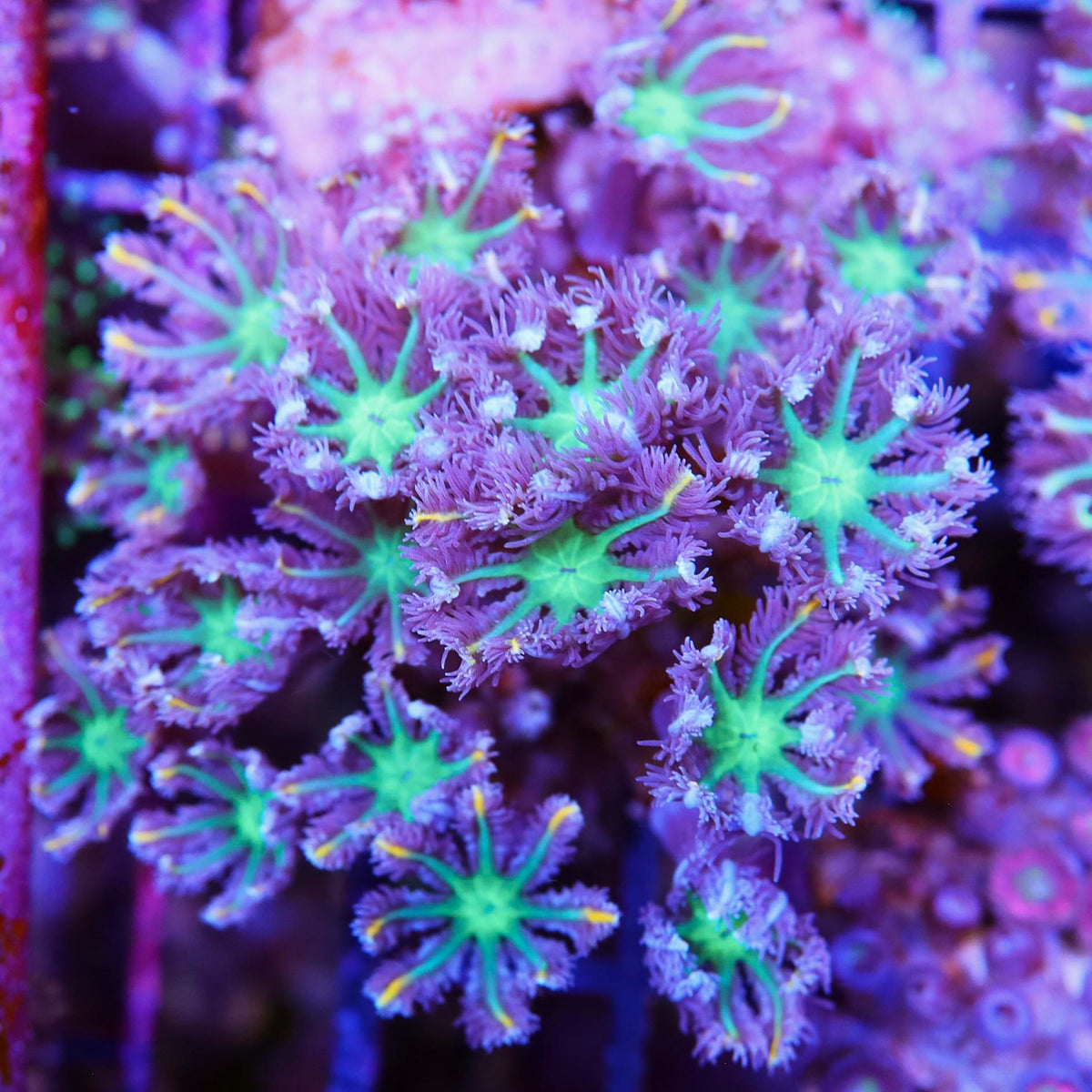 Large Clove polyp Frrag – Seattle Corals