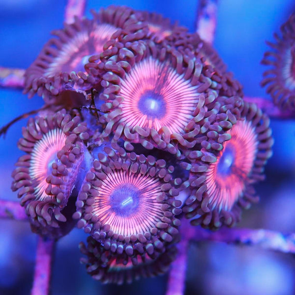 Multicolored Zoa – Seattle Corals